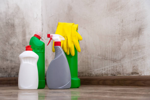 Why You Should Choose Our Mold Remediation Services in Leesport, PA